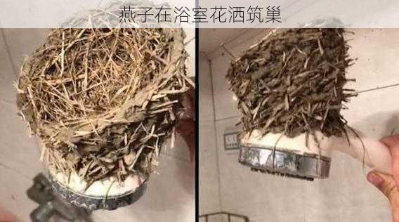 燕子在浴室花洒筑巢