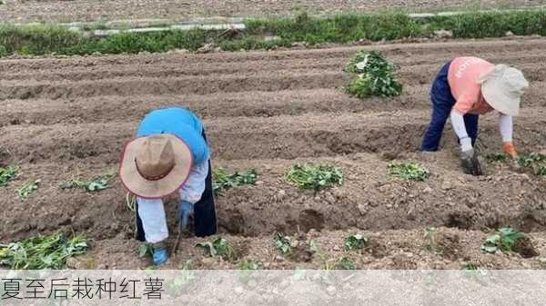 夏至后栽种红薯