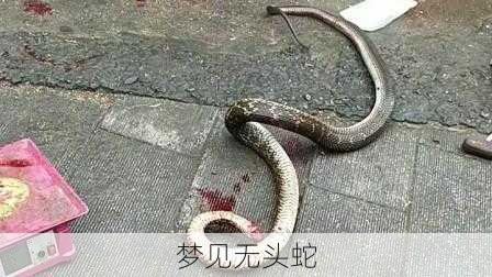 梦见无头蛇