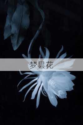 梦昙花