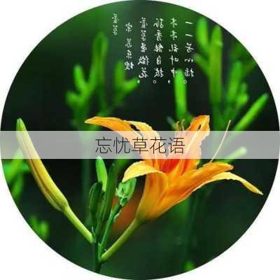 忘忧草花语