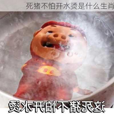 死猪不怕开水烫是什么生肖