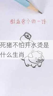 死猪不怕开水烫是什么生肖