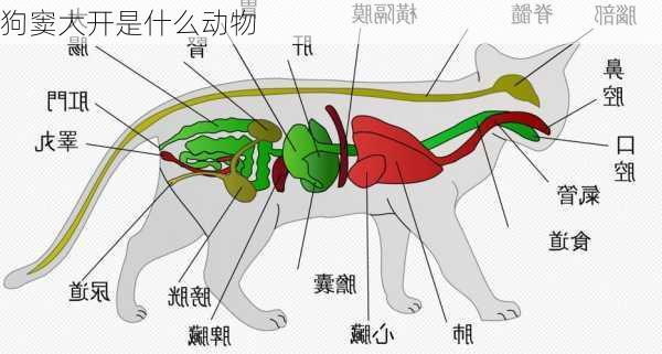 狗窦大开是什么动物