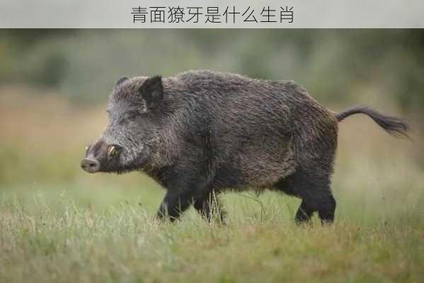 青面獠牙是什么生肖