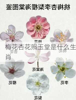 梅花杏花照玉堂是什么生肖