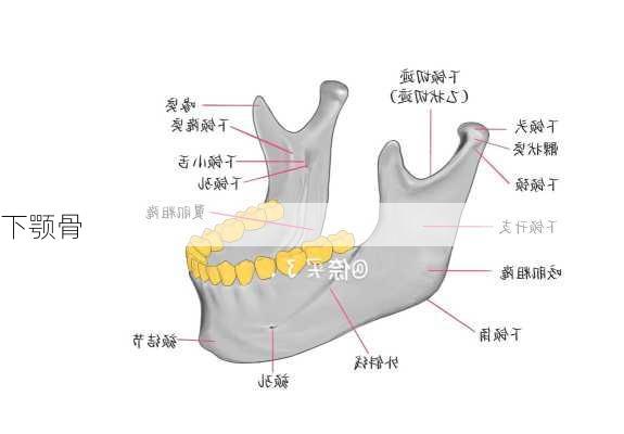 下颚骨