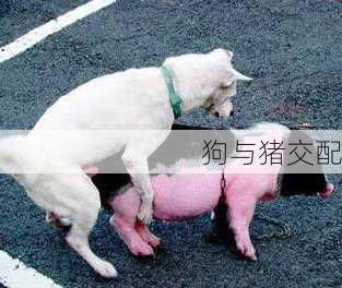 狗与猪交配