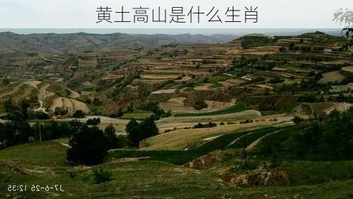 黄土高山是什么生肖