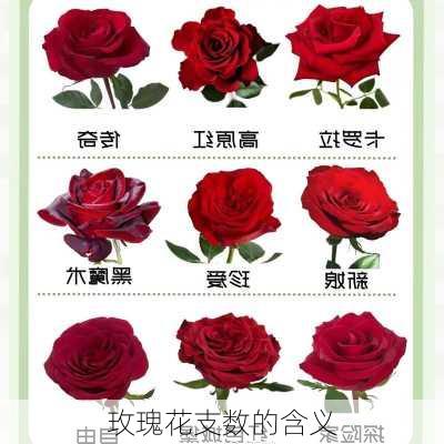 玫瑰花支数的含义