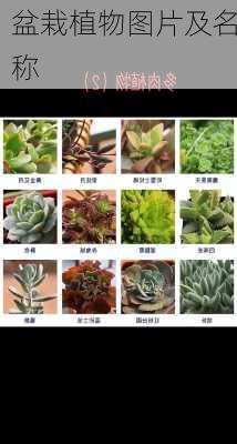 盆栽植物图片及名称