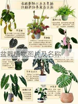 盆栽植物图片及名称