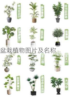 盆栽植物图片及名称