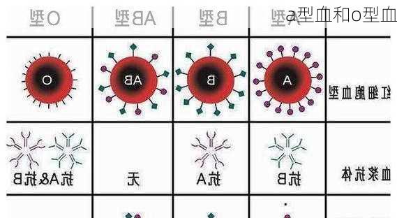 a型血和o型血