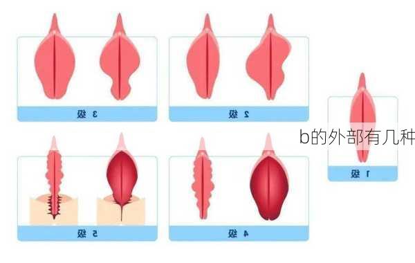 b的外部有几种