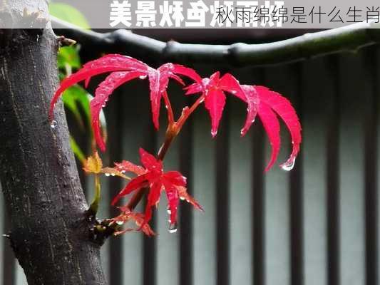 秋雨绵绵是什么生肖